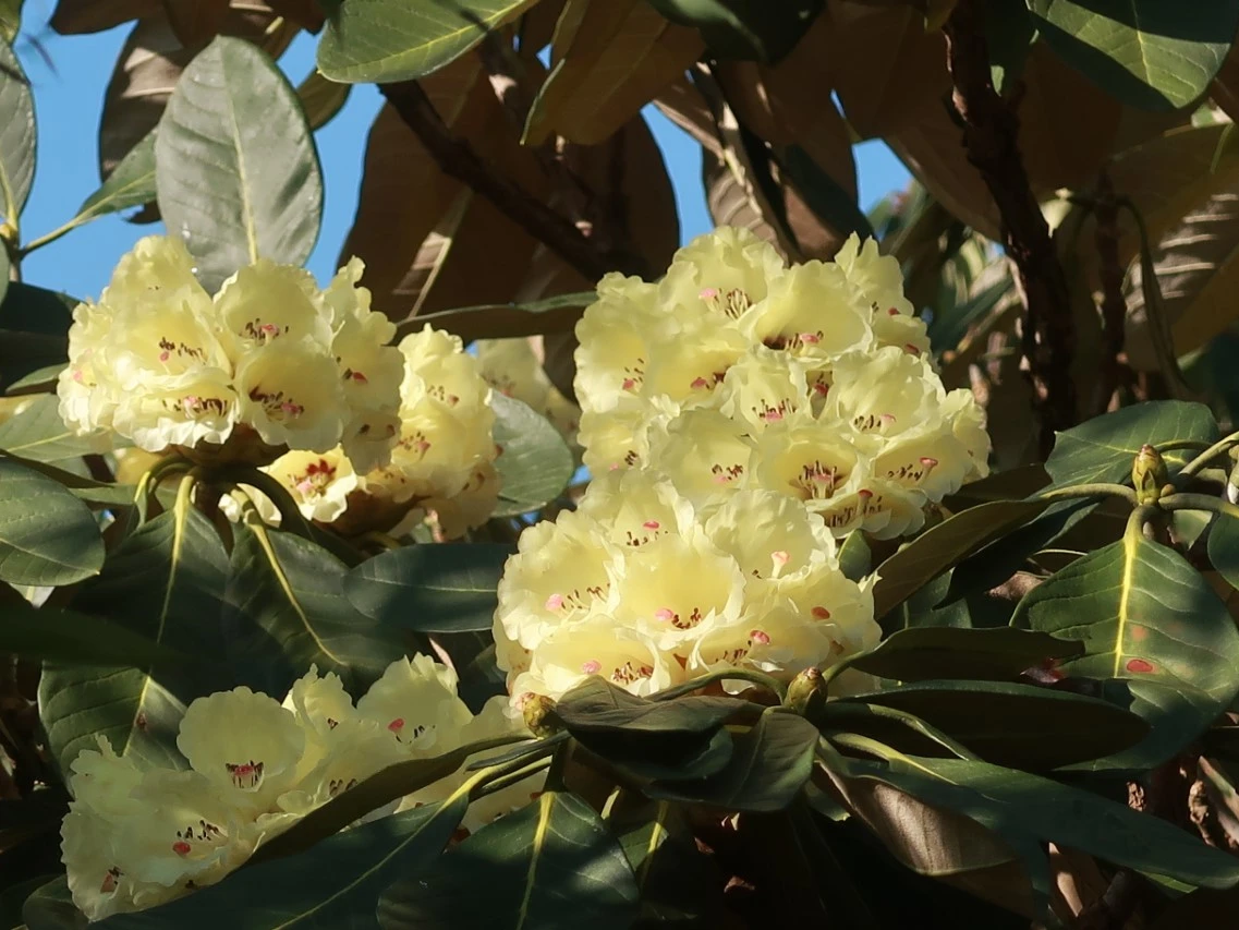 R. macabeanum AGM